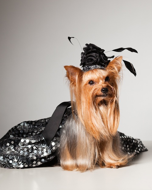 Perros vestidos: El libro "Couture dogs of New York ...